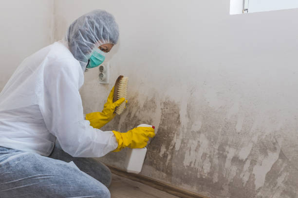 Best Attic Mold Removal  in Richmond, TX