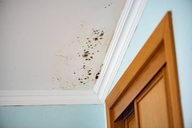 Richmond, TX Mold Removal Company
