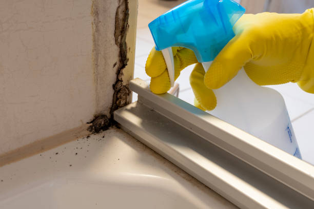 Best Residential Mold Removal  in Richmond, TX