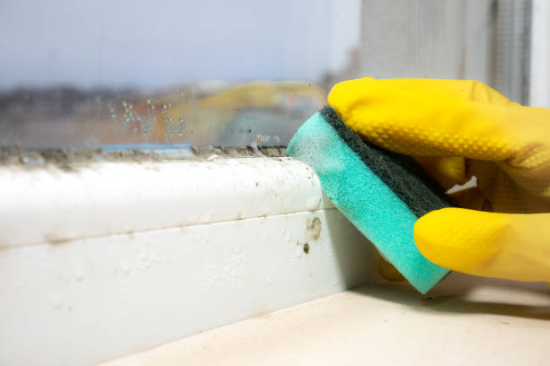 Trusted Richmond, TX Mold Removal Experts