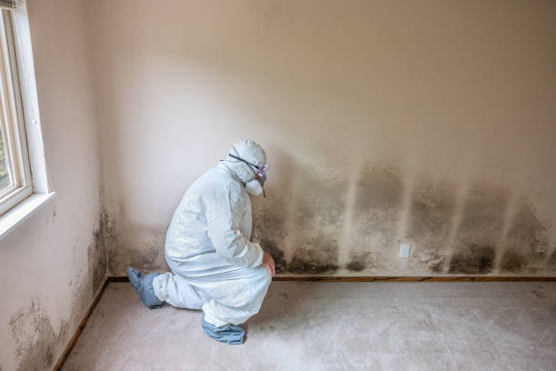 Best Local Mold Removal Service  in Richmond, TX