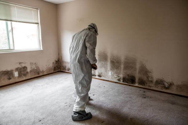 Best Fast Mold Removal  in Richmond, TX