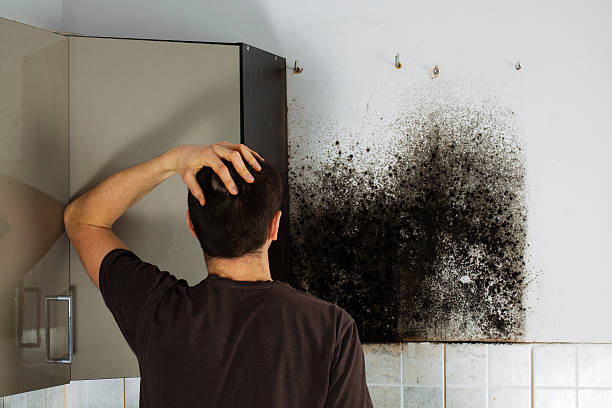 Best Mold Removal Company Near Me  in Richmond, TX